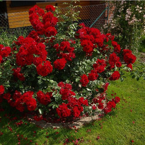 Vörös - Szimpla virágú - magastörzsű rózsafa- bokros koronaforma